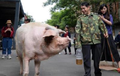 猪坚强已入弥留，猪坚强在汶川大地震被困多少天