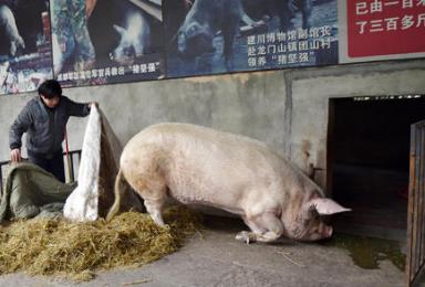 猪坚强已入弥留，猪坚强在汶川大地震被困多少天